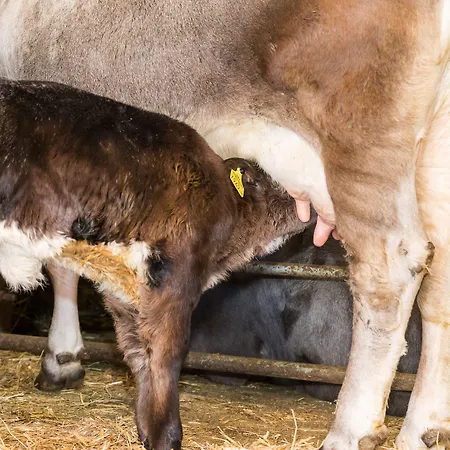 Hieserhof Alloggio per agriturismo