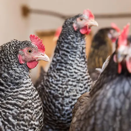 Hieserhof Alloggio per agriturismo *