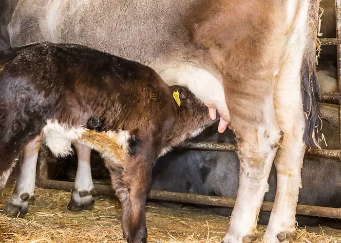 Hieserhof 팜스테이