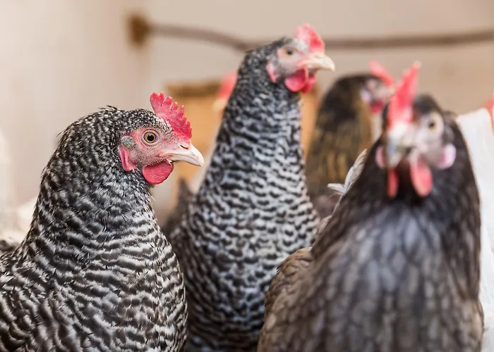 Hieserhof Vakantieboerderij *