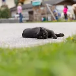 Bauernhof Hieserhof Neustift im Stubaital